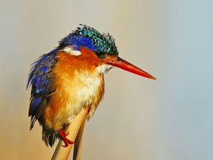 A King Fisher