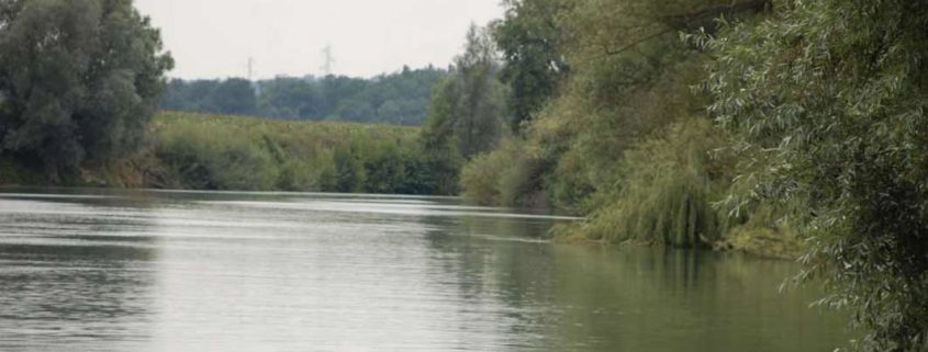 A rich and diverse nature can be discovered on the Marne river banks from silent electric boats electric licence-free boat