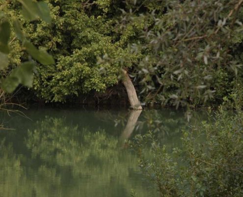 Discover the fauna and flora of the Marne with Marin d’Eau Douce