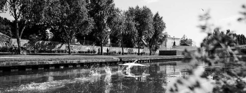 Itinerary on the Marne River, a very important fauna