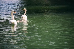 Swans near the park Bergère
