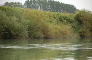 The Marne River, wild and natural near Meaux