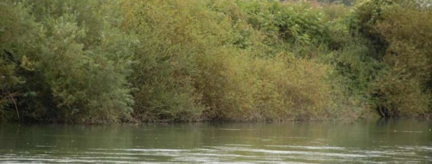 The Marne River, wild and natural near Meaux